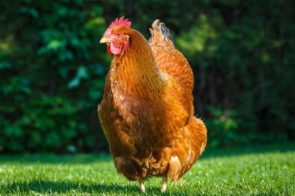بهترین نژاد مرغ تخمگذار بومی - سپید طیور